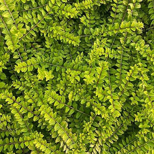 A close up square image of the foliage of Thunderbolt box honeysuckle growing in the garden.