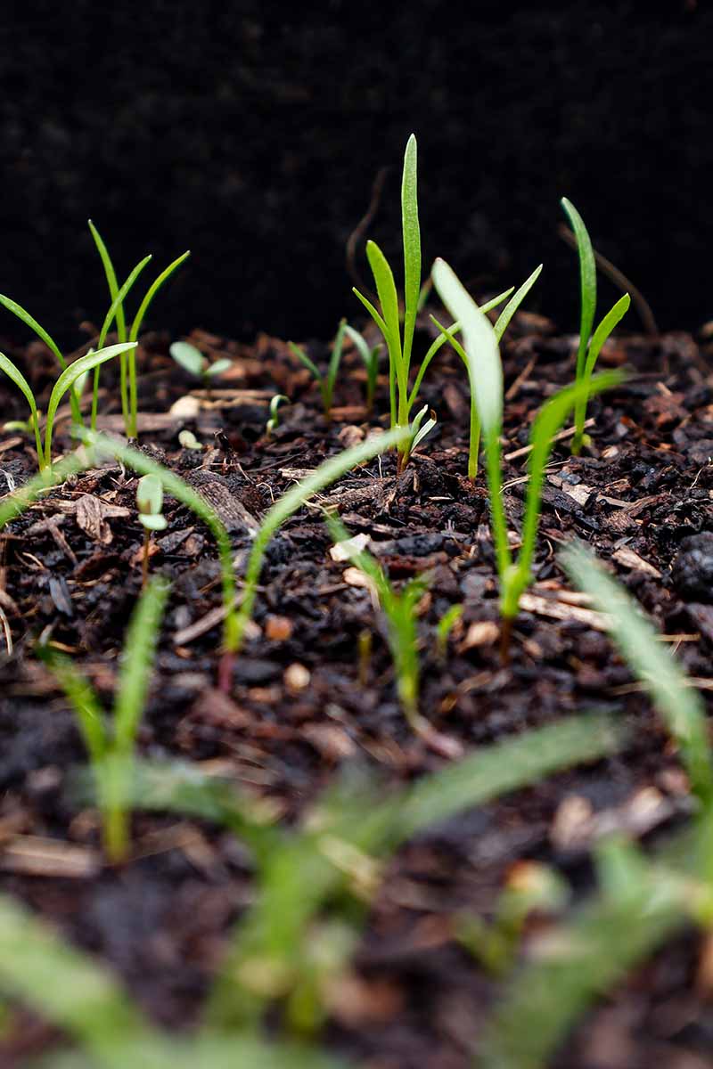 A close up vertical image of tiny seedlings just sprouting through the soil.