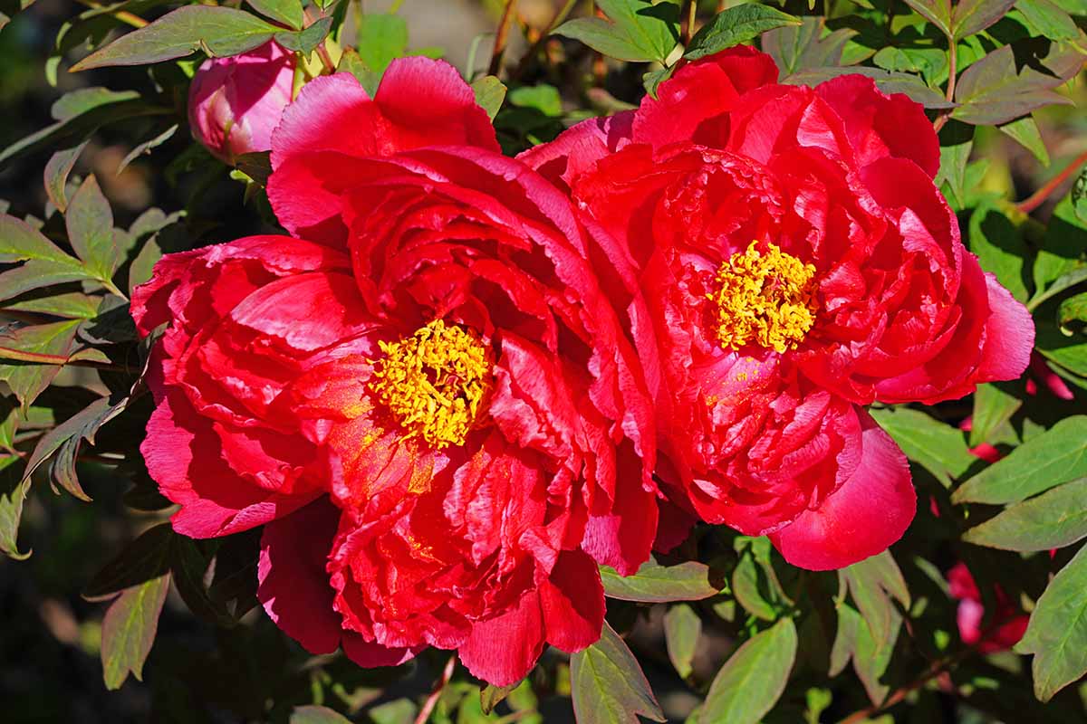 A close up horizontal image of bright red tree peonies growing in the garden pictured in light sunshine with foliage in soft focus in the background.