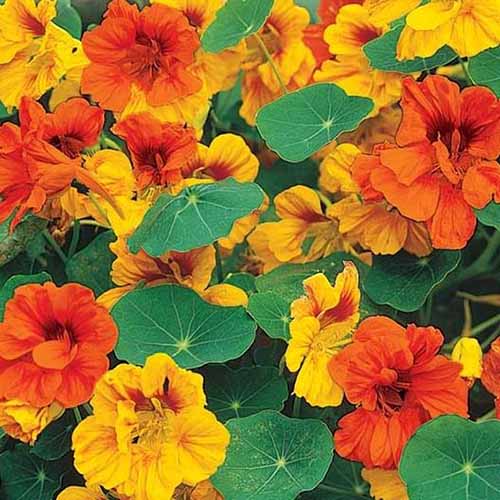 A square image of Tropaeolum majus 'Tom Thumb' growing in the summer garden.