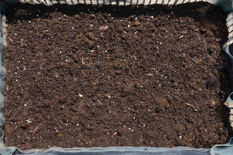 A close up horizontal image of a tray filled with soil ready for sowing seeds.