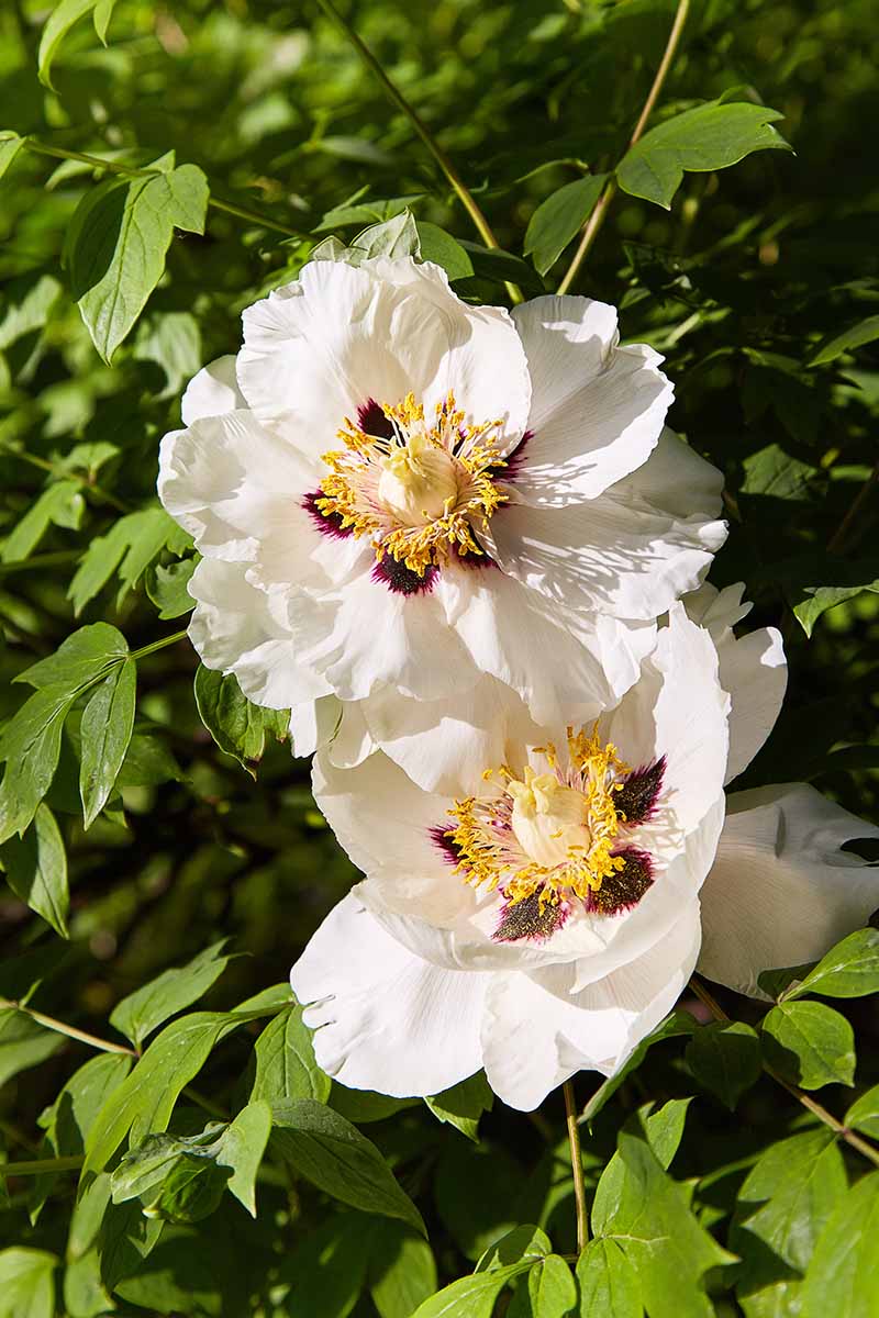 A close up vertical image of white and red tree peonies growing in a sunny garden with foliage in soft focus in the background.
