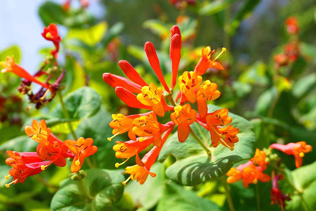 A close up horizontal image of a bright red Lonicera sempervirens flower pictured in bright sunshine on a soft focus background.