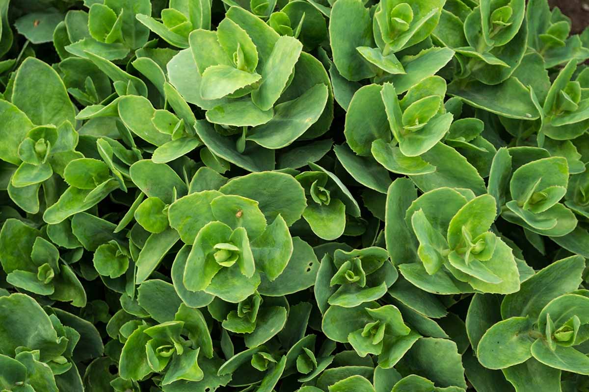 A close up horizontal image of the foliage of two-row stonecrop growing in the garden.