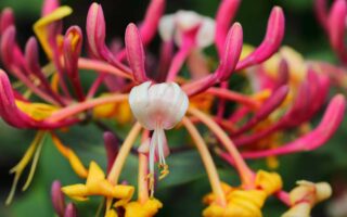A close up horizontal image of Lonicera japonica honeysuckle flower growing in the garden pictured on a soft focus background.