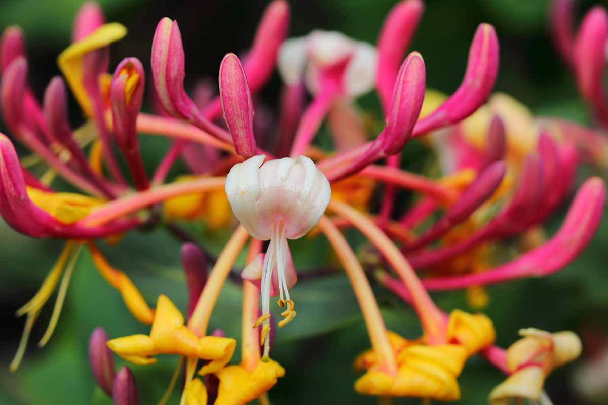 A close up horizontal image of Lonicera japonica honeysuckle flower growing in the garden pictured on a soft focus background.