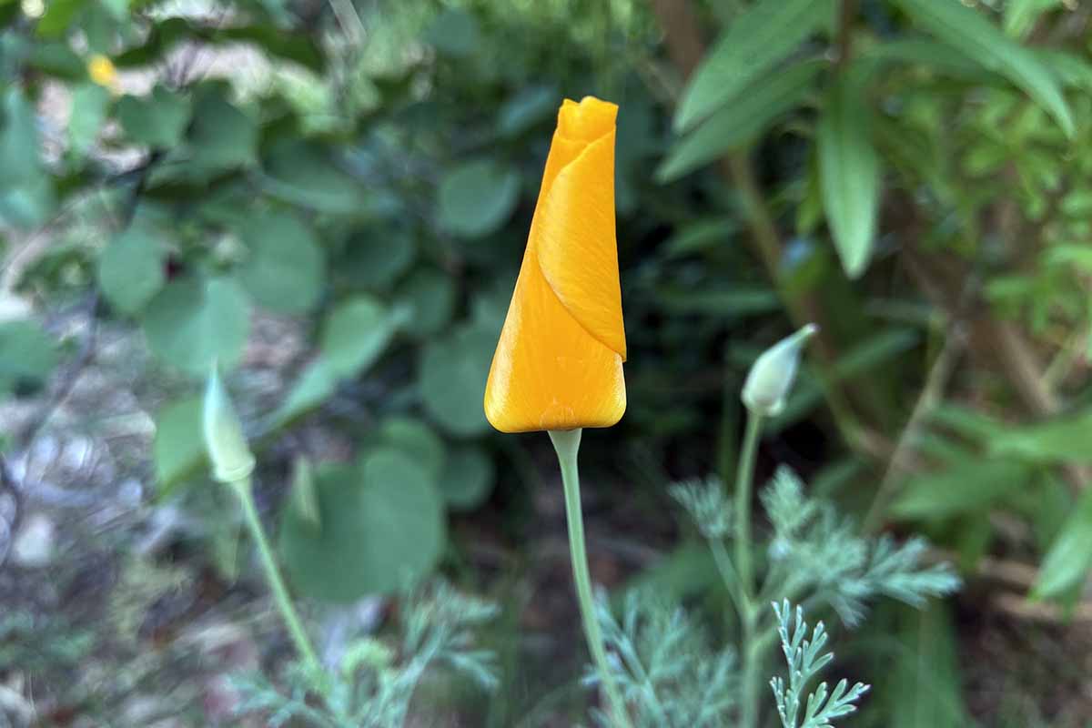 A close up horizontal image of an unopened orange California poppy bud pictured on a soft focus background.