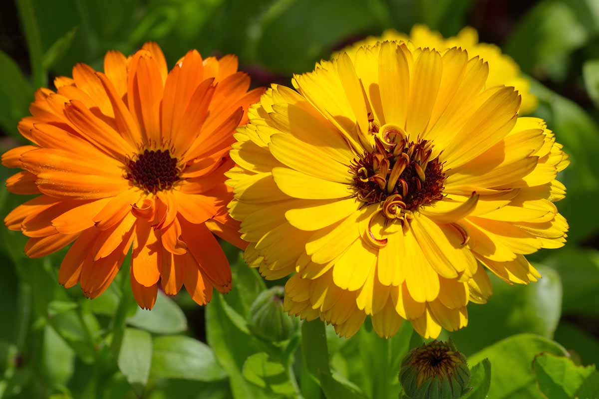 A close up horizontal image of calendula (pot marigold) flowers growing in the garden pictured in bright sunshine on a soft focus background.