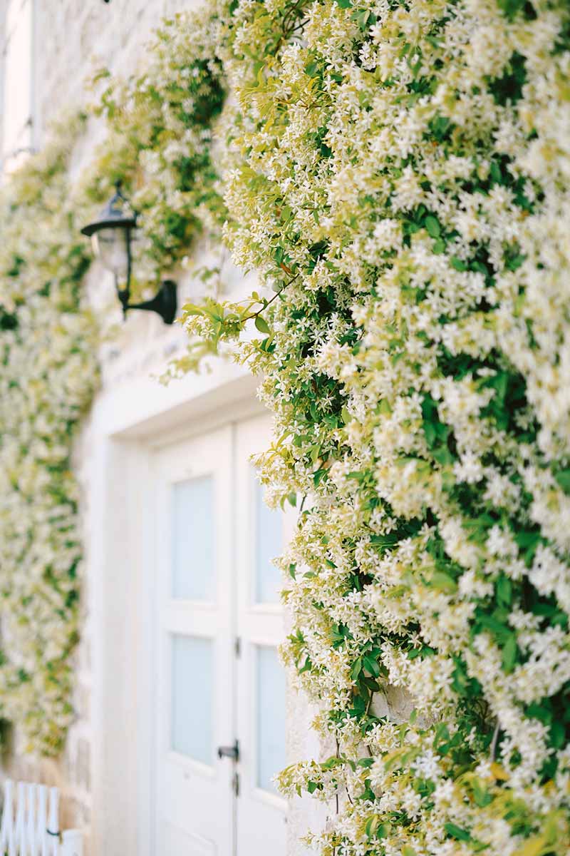 A vertical image of jasmine vines growing on the side of a house around a French door.