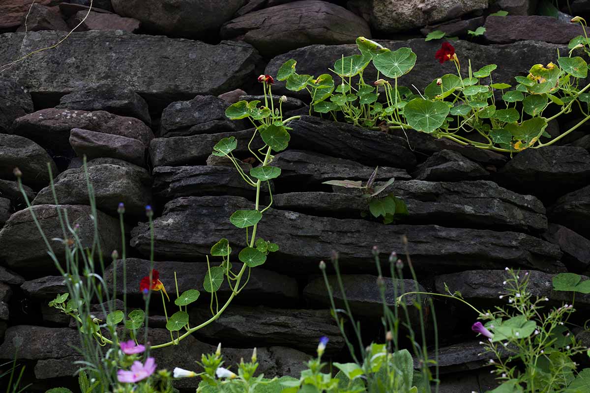 A horizontal image of vining nasturtiums (Tropaeolum majus) growing on a dry stone wall.