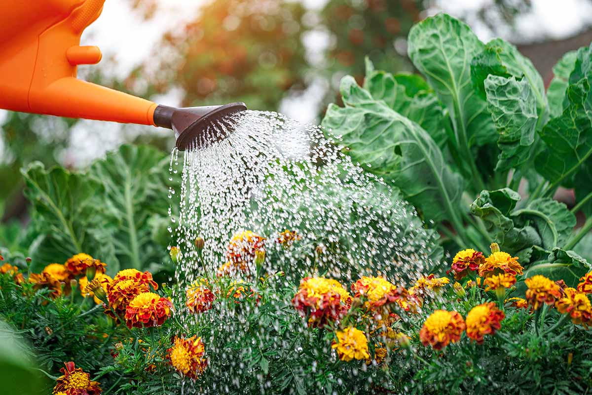 A horizontal image of a watering can from the left of the frame irrigating marigold flowers growing in the veggie garden.