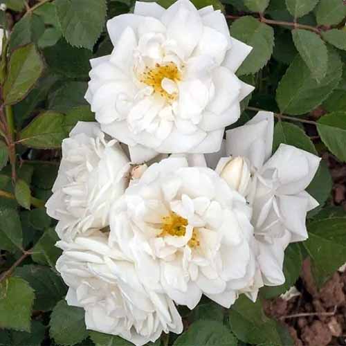A close up of 'Whipped Cream' white roses growing in the backyard.