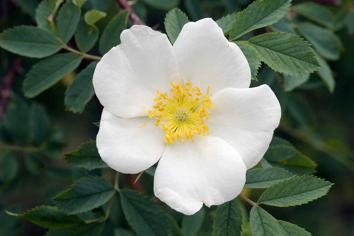 A close up horizontal image of a white buck rose 'Laxa' growing in the garden with foliage in soft focus in the background.