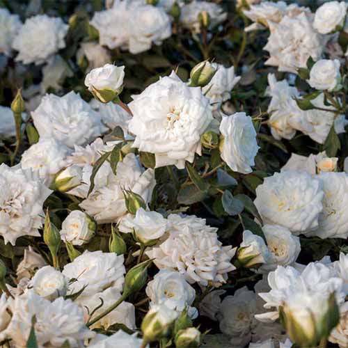 Icy White Drift Groundcover Rose Live Plant Full Gallon Pot 