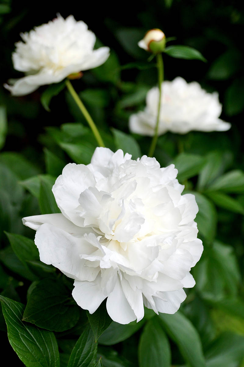 A close up vertical image of white peony flowers growing in the garden pictured on a soft focus background.