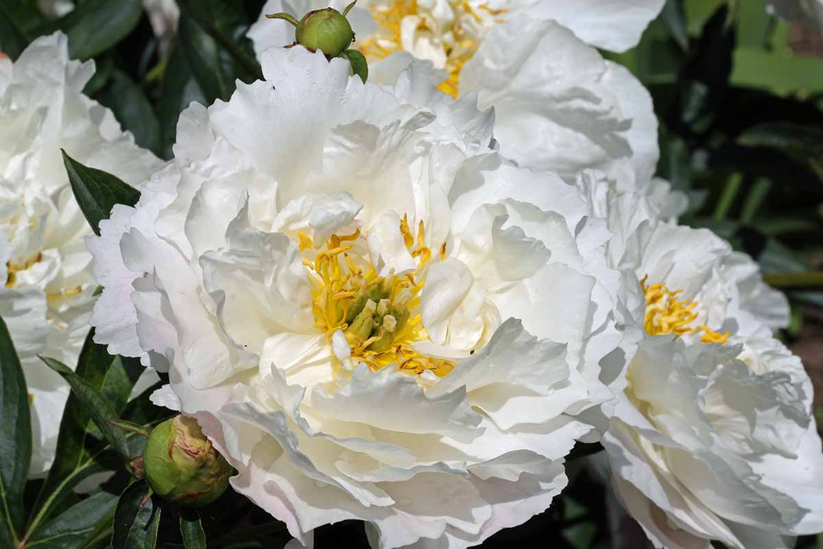 A close up horizontal image of white peony flowers growing in the garden pictured on a soft focus background.
