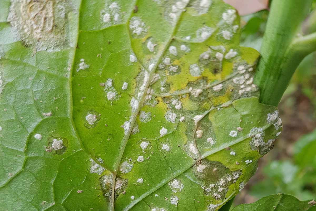 A close up horizontal image of the edges of a leaf that is suffering from an infection of white rust.