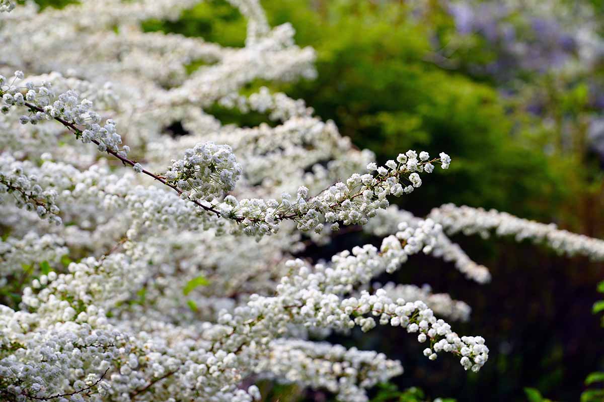 A close up horizontal image of white spirea flowers growing in the garden pictured on a soft focus background.