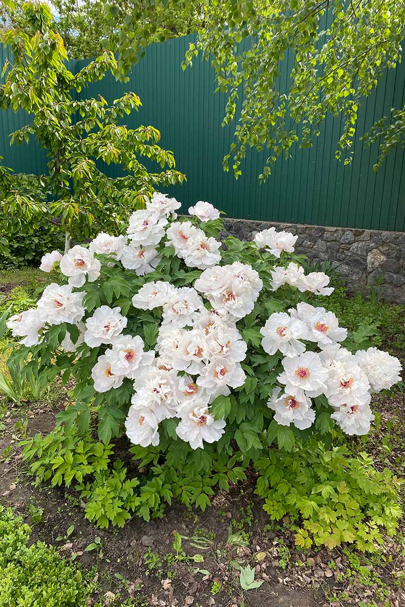 A close up vertical image of a tree peony covered in white flowers growing in the garden with a stone and wooden fence in the background.