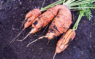 A close up horizontal image of freshly harvested carrots that are cracked and deformed set on dark rich soil.