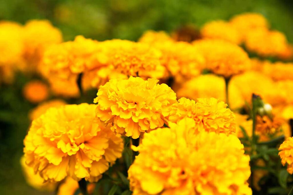 Why Aren’t My Marigolds Blooming? 9 Common Causes and Solutions