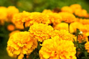 A close up horizontal image of bright yellow marigolds growing en mass in the garden pictured on a soft focus background.
