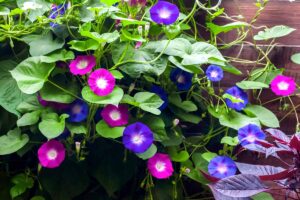 A close up horizontal image of pink and blue morning glories growing up a wooden fence.