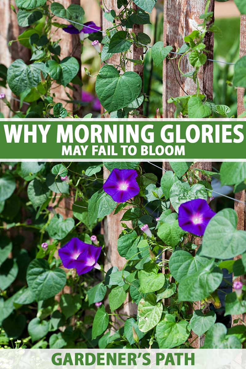 A close up vertical image of morning glories growing up a wooden fence pictured in bright sunshine. To the center and bottom of the frame is green and white printed text.