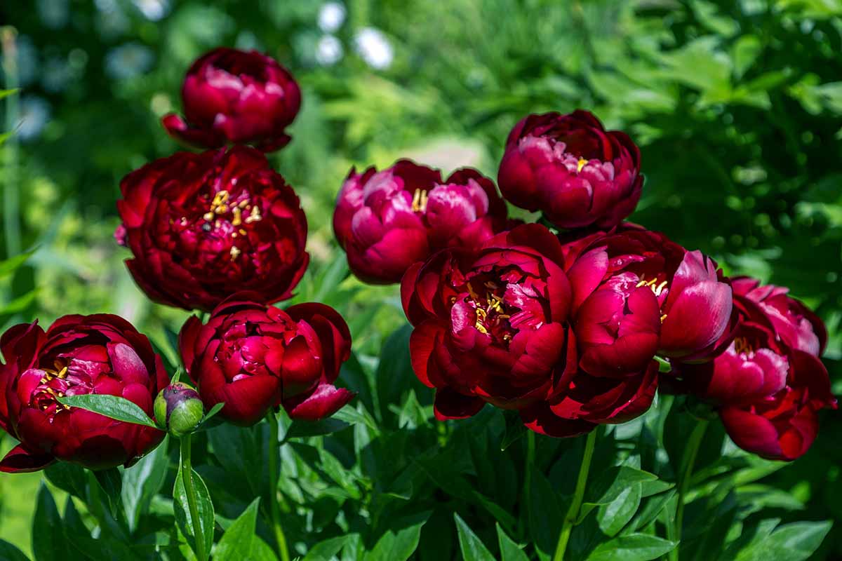 A close up horizontal image of deep red peony flowers growing in the garden pictured in bright sunshine on a soft focus background.