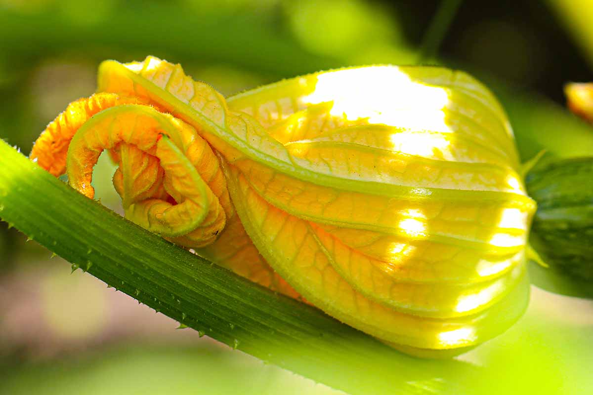 A close up horizontal image of a zucchini flower growing in the garden pictured on a soft focus background.