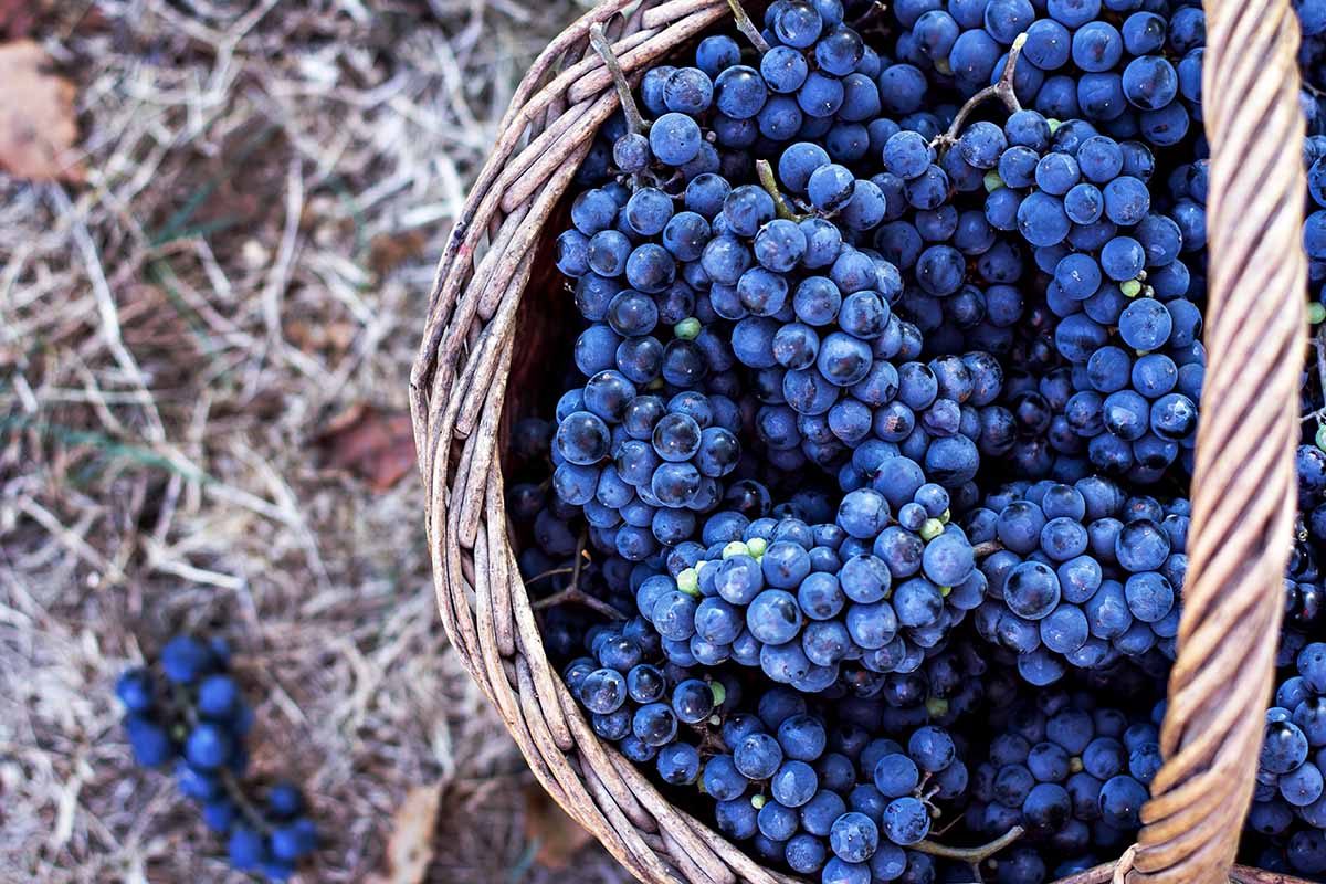 A top down horizontal image of bunches of freshly harvested grapes in a wicker basket.