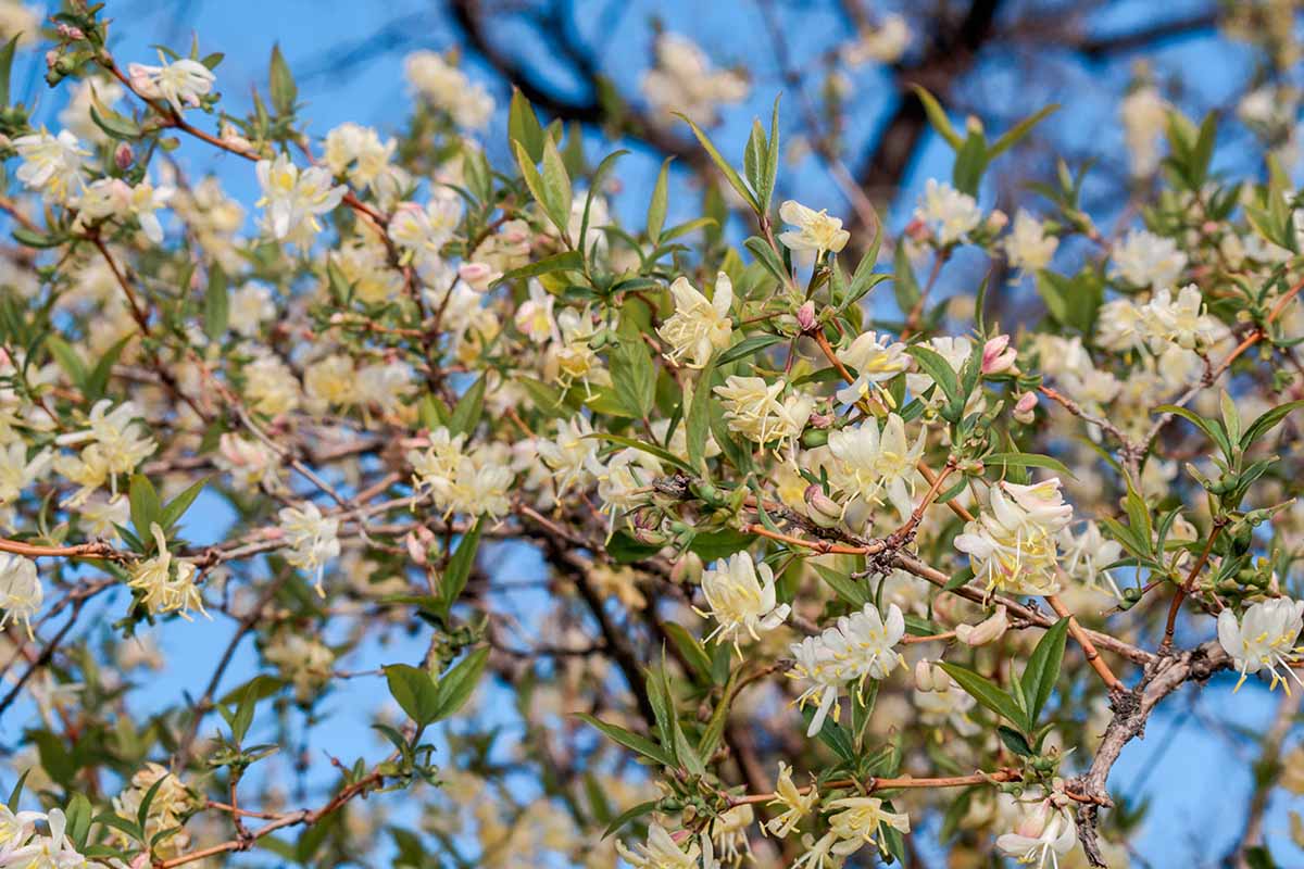 A close up horizontal of a winter honeysuckle (Lonicera fragrantissima) in full bloom pictured on a blue sky background.