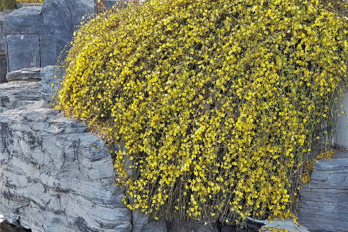 A close up horizontal image of winter jasmine with bright yellow flowers cascading over the side of a stone wall.