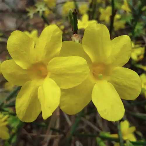 A square image of two bright yellow winter jasmine flowers pictured on a soft focus background.
