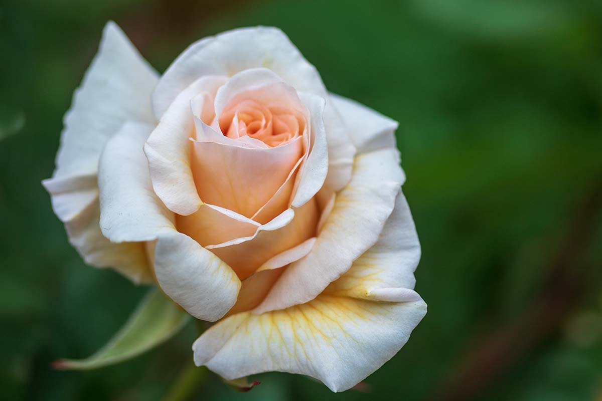 A close up horizontal image of a Rosa 'Winter Sunset' flower pictured on a soft focus background.