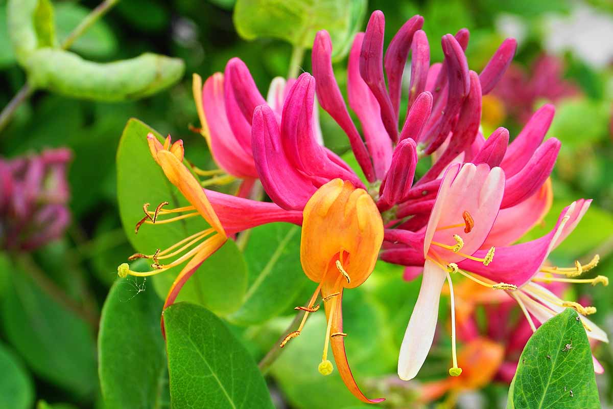 A close up horizontal image of the bright flower of woodbine honeysuckle growing in the garden.
