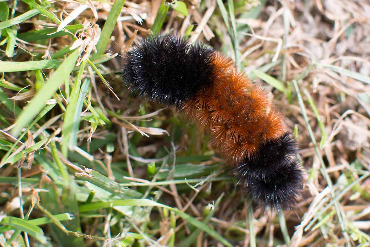 A close up horizontal image of a wooly bear caterpillar on the lawn.