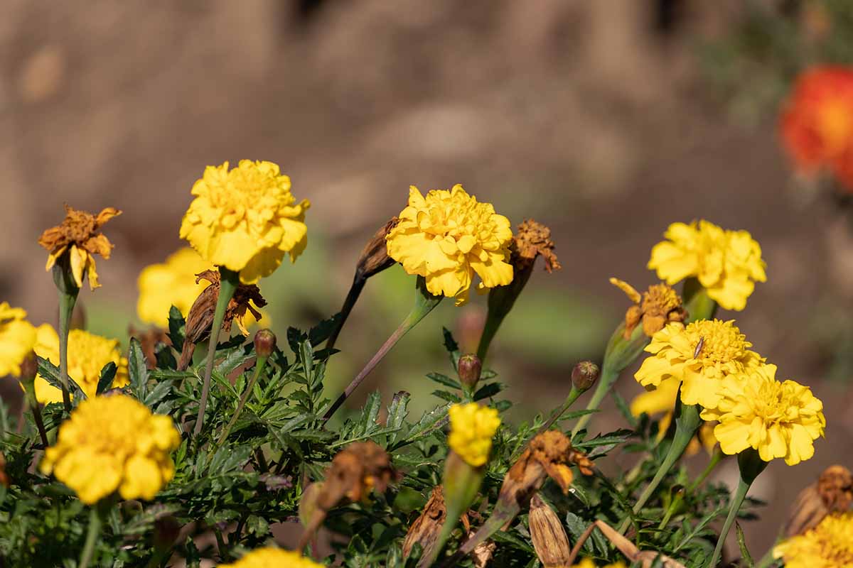 A close up horizontal image of fresh and faded blooms on a marigold plant pictured on a soft focus background.
