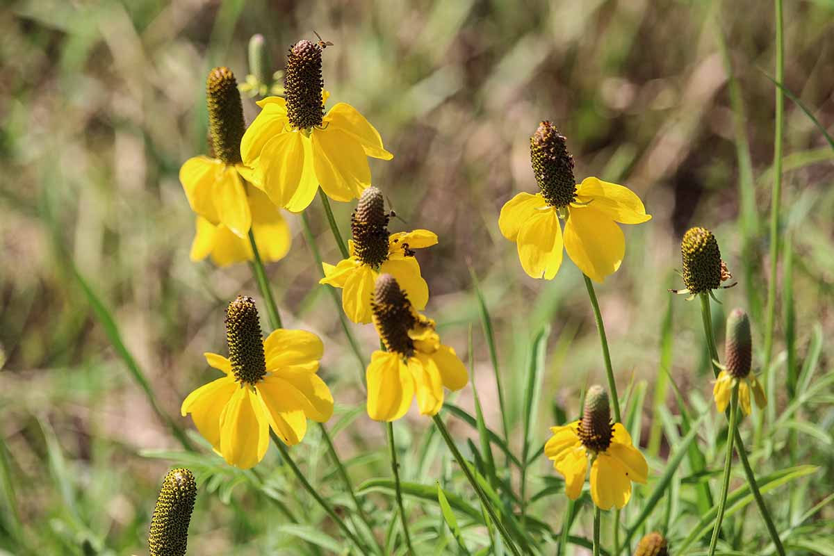 A close up horizontal image of yellow Mexican hat flowers growing in the garden pictured in bright sunshine on a soft focus background.