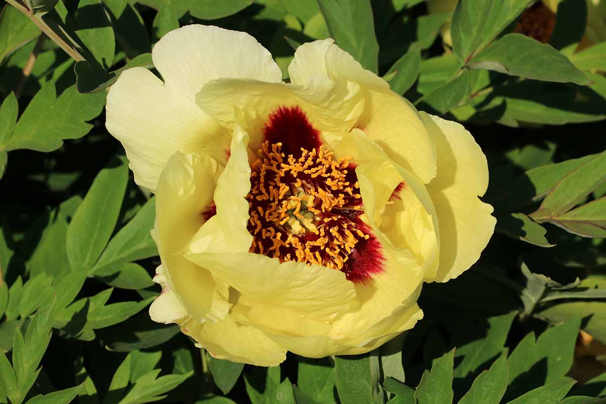 A close up horizontal image of a bright yellow Paeonia x rockii flower with a maroon center pictured in bright sunshine with foliage in the background.
