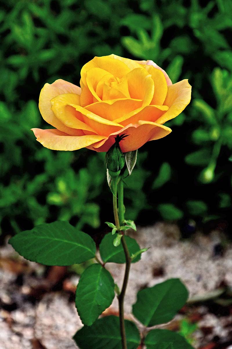 A close up vertical image of a beautiful orange rose growing in the garden.