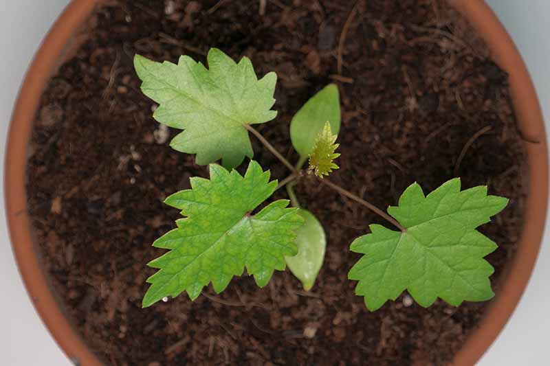 A top down horizontal image of a seedling growing in a terra cotta pot.