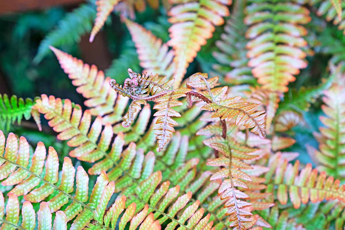 A horizontal image of new shoots emerging from a fern plant pictured in light sunshine.