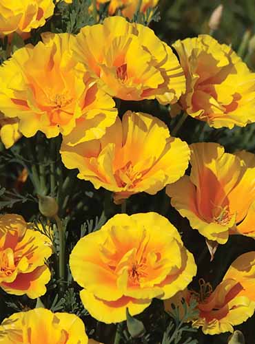 A close up vertical image of Eschscholzia californica 'Yukon Gold' pictured in bright sunshine.