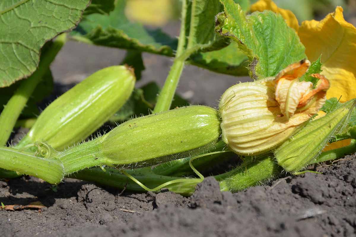 A close up horizontal image of young zucchini fruit developing on the vine pictured in bright sunshine.