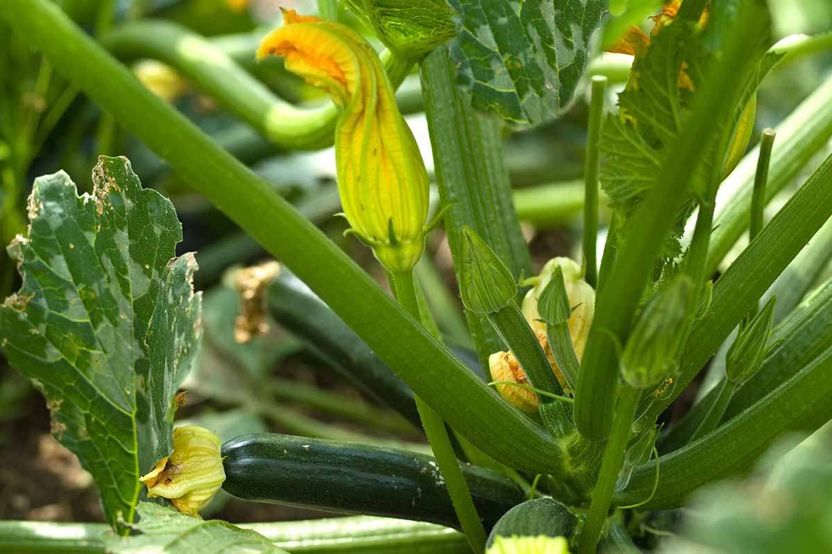 A close up horizontal image of a zucchini plant with flowers and developing fruit growing in the garden.