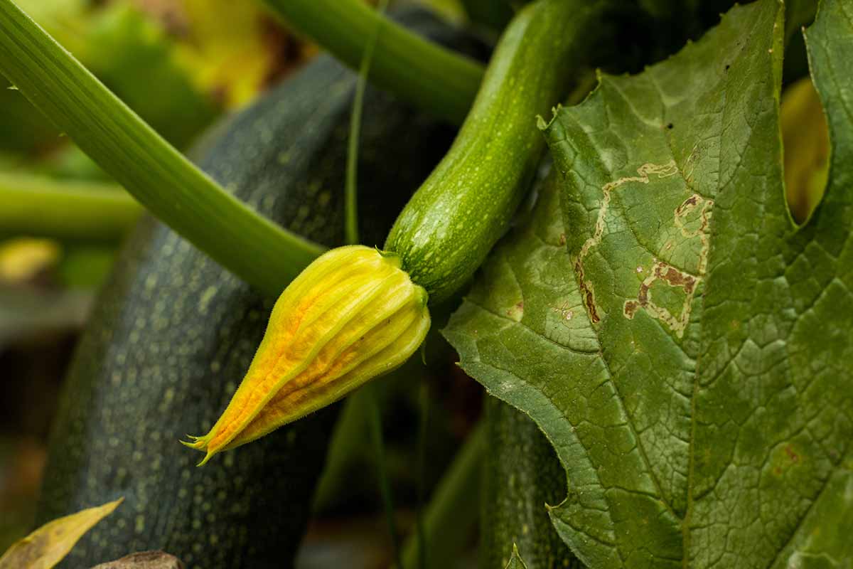 A close up horizontal image of a zucchini plant with a mature and immature fruit growing in the garden.