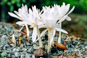 How to Grow and Care for Autumn Crocus (Colchicum)