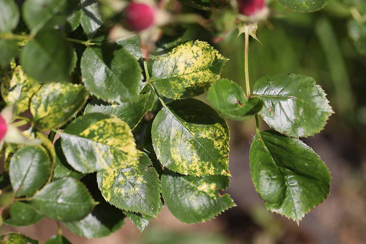 A close up horizontal image of rose foliage showing the discoloration caused by mosaic virus pictured in bright sunshine on a soft focus background.