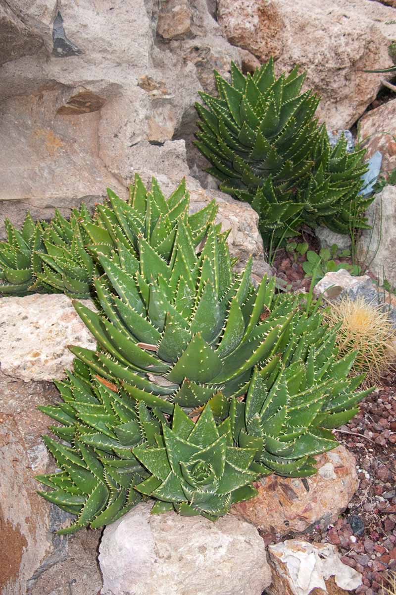 A close up vertical image of aloe plants growing in a rocky garden.